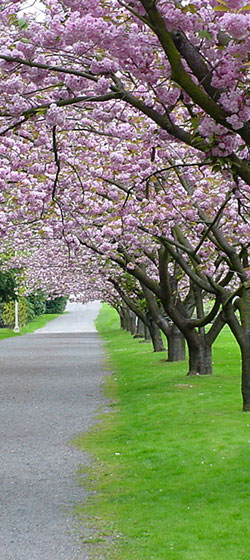 Cherry Blossoms