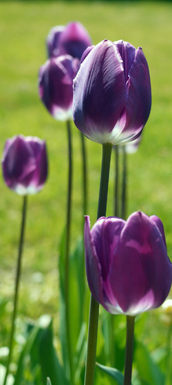 Purple Tulips